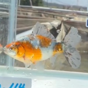 ブリストル朱文金