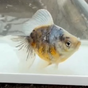 キャリコ土佐金