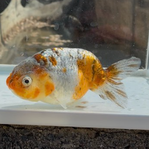 銀鱗五色江戸錦