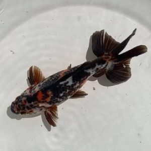 墨キャリコ和金