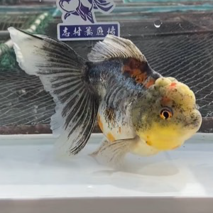 ドラゴンスケール東錦