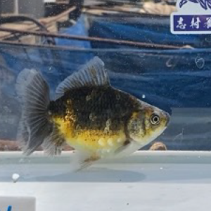 五色江戸地金