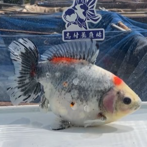 五色江戸地金