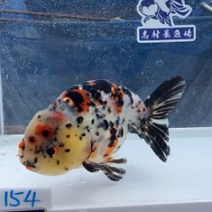 江戸錦