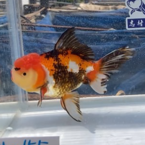 トリカラー