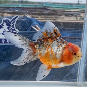 五色東錦