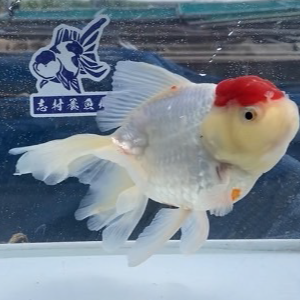 丹頂