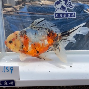ドラゴン東錦