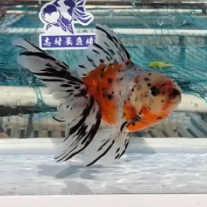 東錦