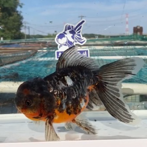 ドラゴンスケール東錦
