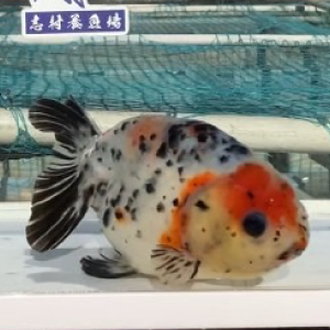 江戸錦