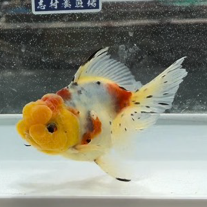東錦