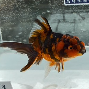 虎東錦