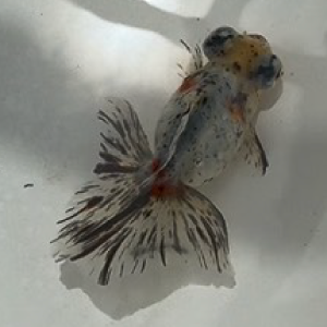 蝶尾