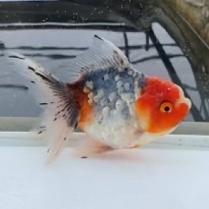 五色東錦