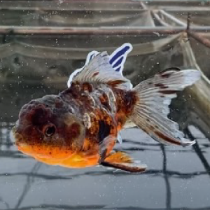 ドラゴン