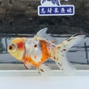 ドラゴン竜眼