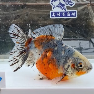 五色江戸地金