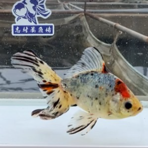オーロラ