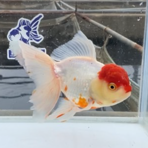 丹頂