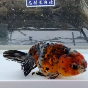 五色江戸錦