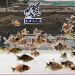 五色東錦