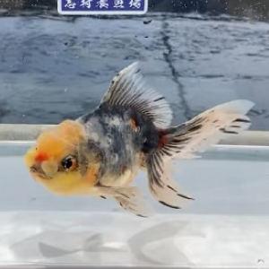 五色東錦