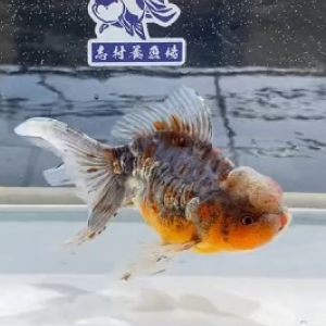ドラゴン東錦