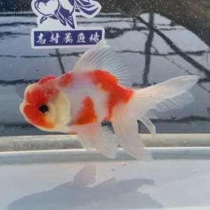 桜東錦