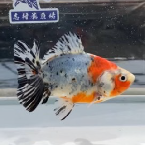 江戸地金