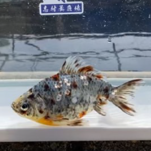 五色和金