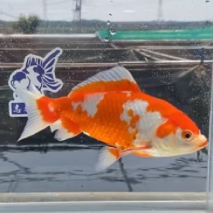 更紗和金