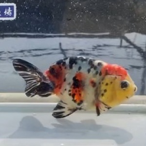 江戸錦