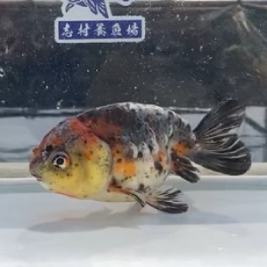 五色江戸錦