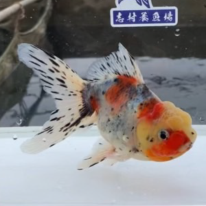 東錦