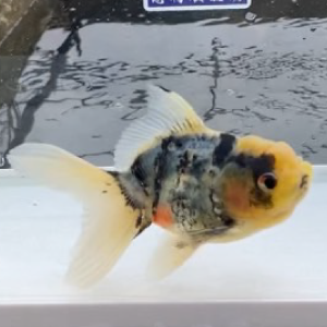 五色東錦
