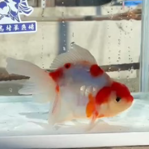 ドラゴン桜東錦