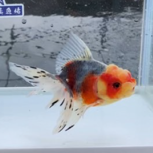 五色東錦