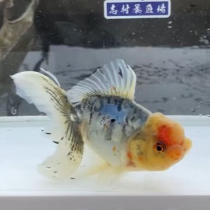 ドラゴン東錦