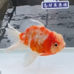 銀鱗桜東錦