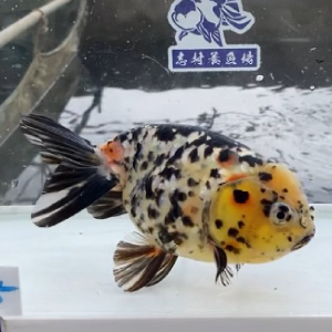 江戸錦