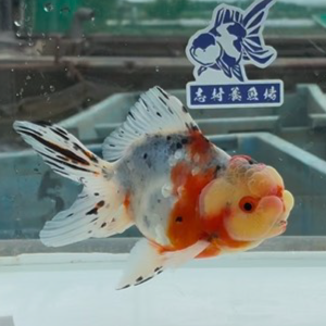 東錦
