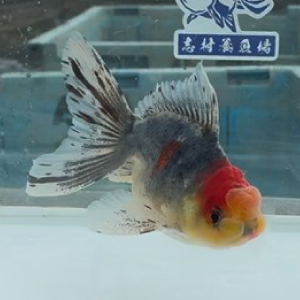 五色東錦