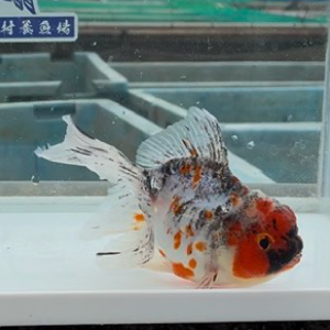 ドラゴン東錦