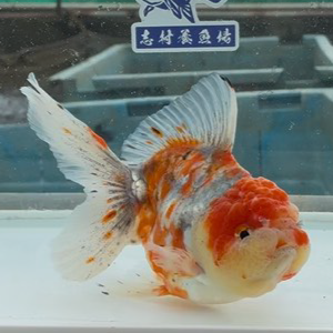 ドラゴン東錦