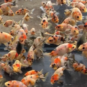 江戸錦