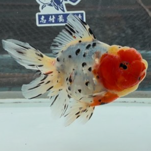 東錦