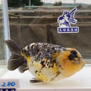 五色江戸錦