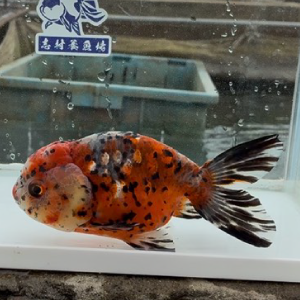 五色江戸錦