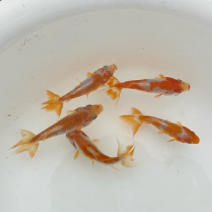 更紗和金稚魚